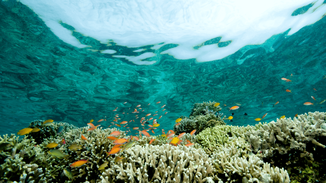 Mercanlar ve okyanuslardaki yeri